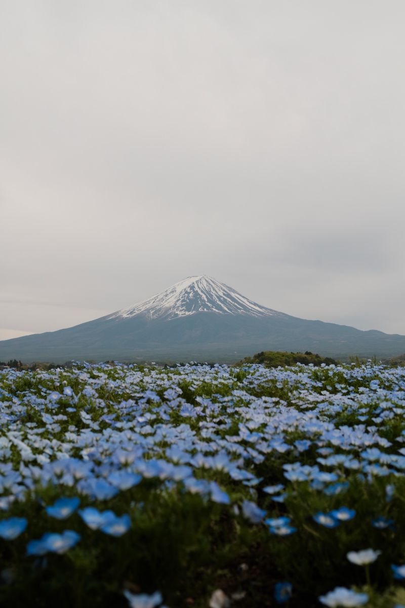 A field of flowers with Mount Fuji in the background