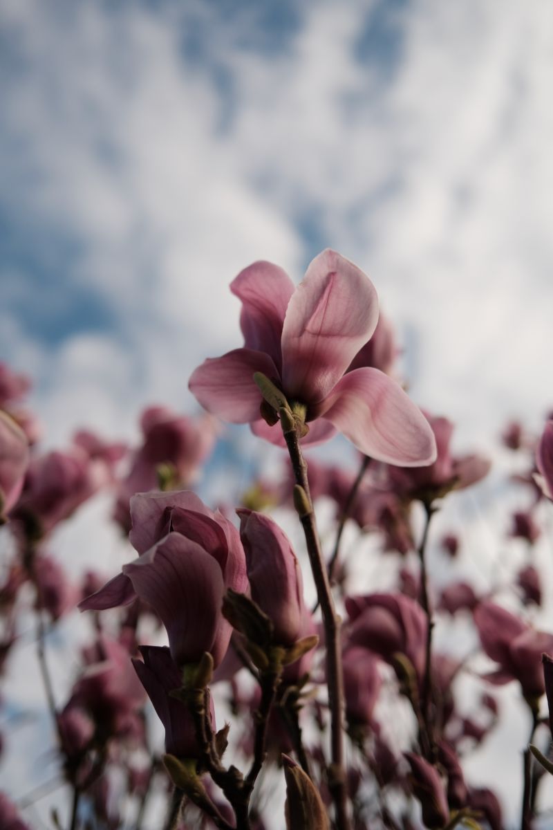 Young magnolia flowers