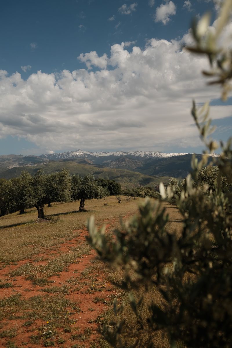 A field of olive trees with the surrounding mountains of Granada, Spain in the background