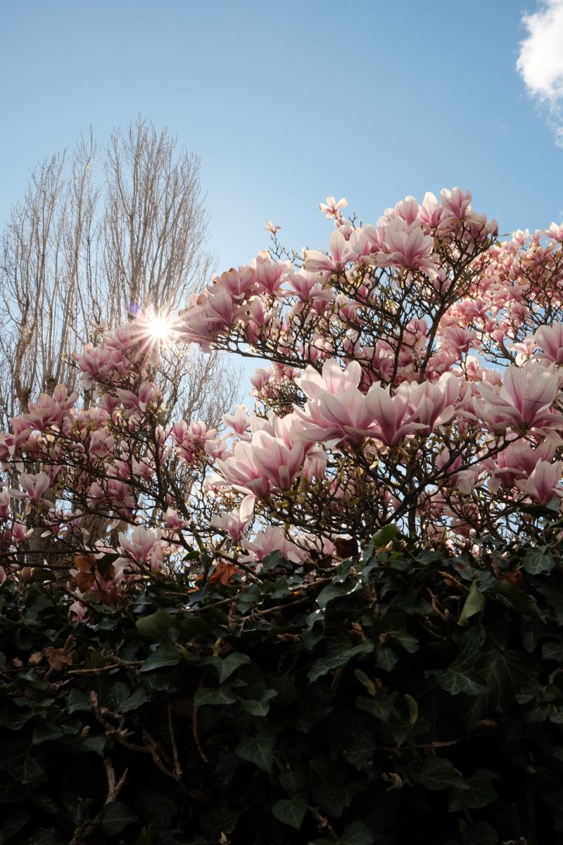 Magnolia tree with a sunburst coming through its leaves